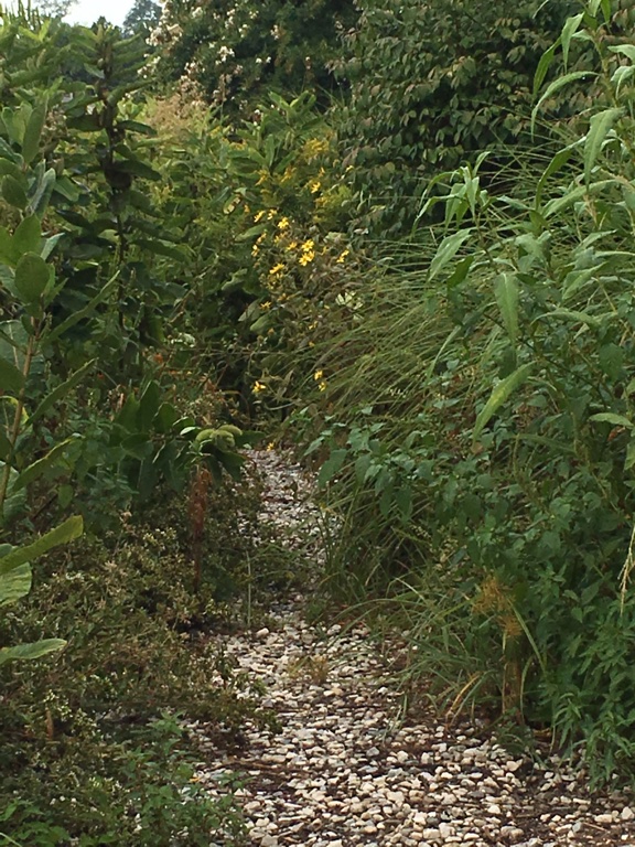 A view of a Community Garden pathway